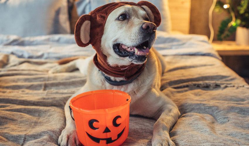 Halloween Pet Safety Tips: Keep Your Furry Friends Happy and Safe