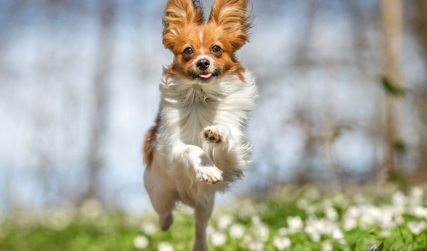Spring Pet Care Tips: Keep Your Pet Happy & Healthy This Season