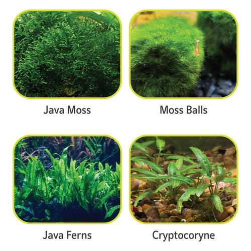 Aqueon Plant & Shrimp Aquarium Substrate, 5 Lbs