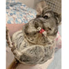 Exotic Nutrition's Critter Selects Dried Rose Hips Treats for Small Animals