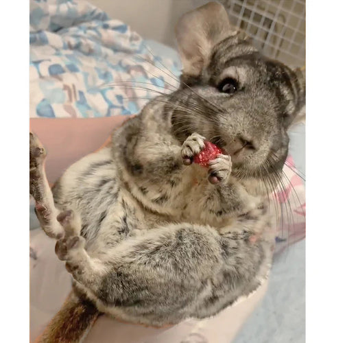 Exotic Nutrition's Critter Selects Dried Rose Hips Treats for Small Animals