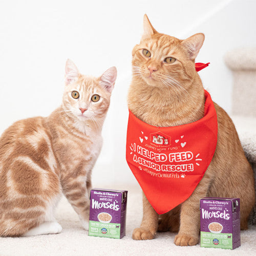 Stella & Chewy's Marvelous Morsels Cage Free Chicken Recipe Wet Cat Food