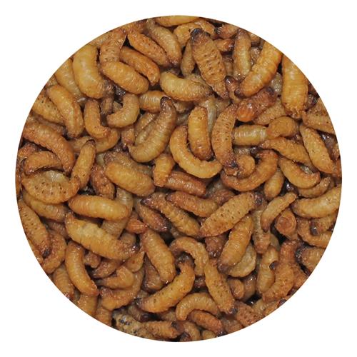 Exotic Nutrition's Wax Snax Dried Wax Worms