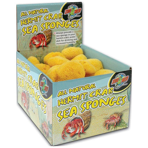 ALL NATURAL HERMIT CRAB SEA SPONGE DISPLAY