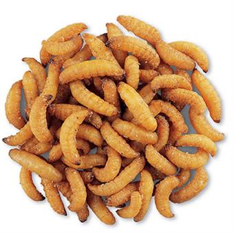 Exotic Nutrition's Wax Snax Dried Wax Worms